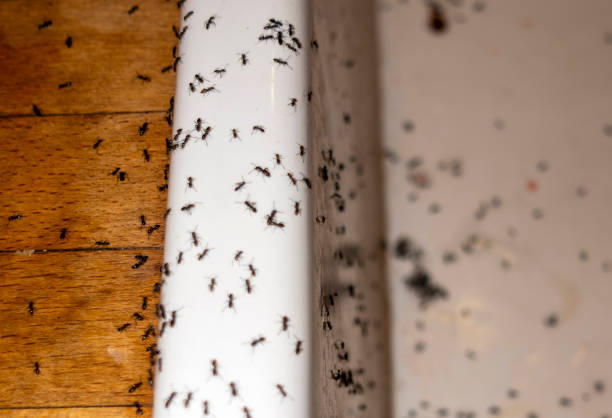 Reliable Maywood, CA Pest Control Solutions