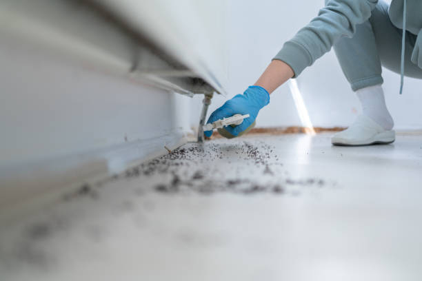 Best Termite Control Services  in Maywood, CA